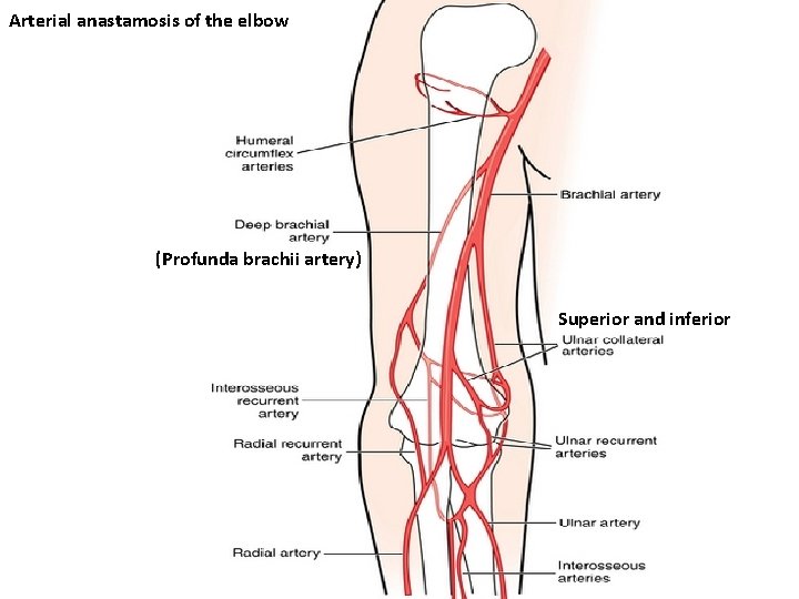 Arterial anastamosis of the elbow (Profunda brachii artery) Superior and inferior 