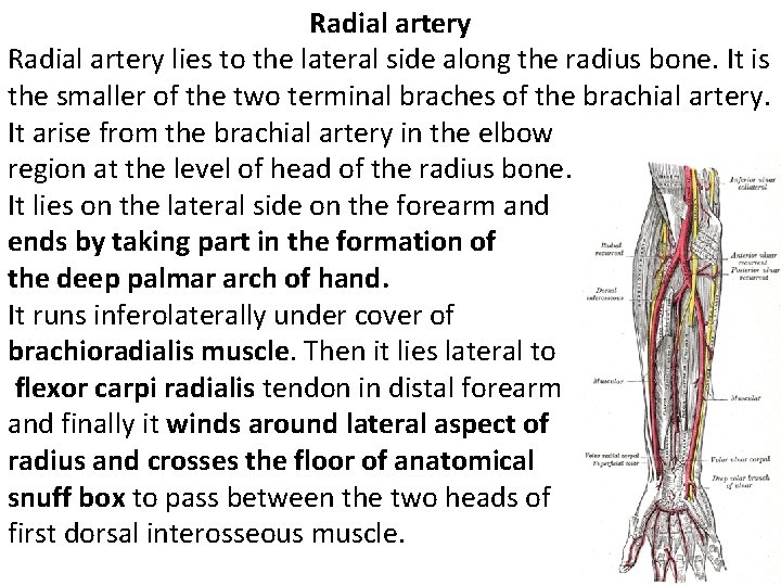 Radial artery lies to the lateral side along the radius bone. It is the