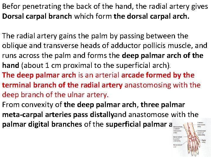 Befor penetrating the back of the hand, the radial artery gives Dorsal carpal branch