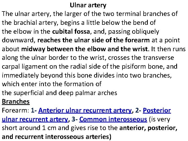 Ulnar artery The ulnar artery, the larger of the two terminal branches of the