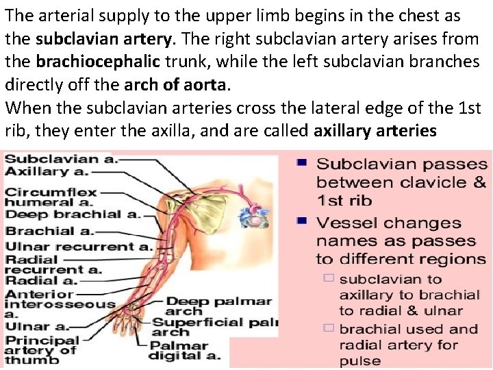 The arterial supply to the upper limb begins in the chest as the subclavian