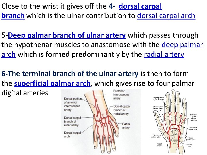 Close to the wrist it gives off the 4 dorsal carpal branch which is