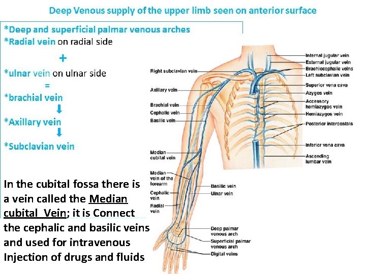 In the cubital fossa there is a vein called the Median cubital Vein; it