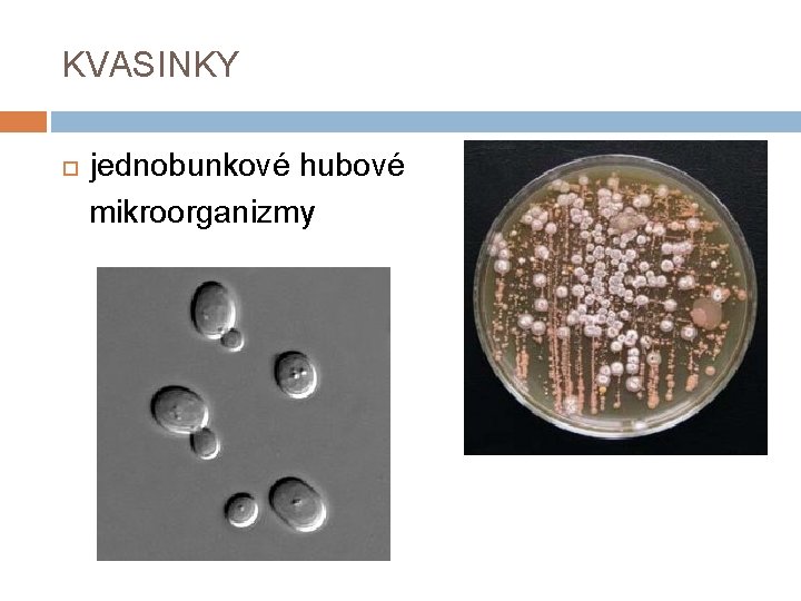 KVASINKY jednobunkové hubové mikroorganizmy 