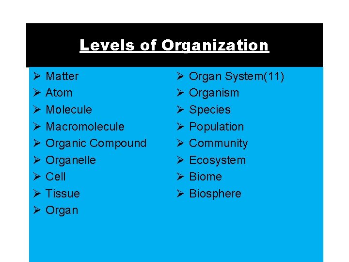 Levels of Organization Ø Ø Ø Ø Ø Matter Atom Molecule Macromolecule Organic Compound