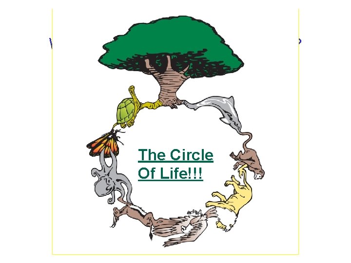 What are the Characteristics of Life? The Circle Of Life!!! 