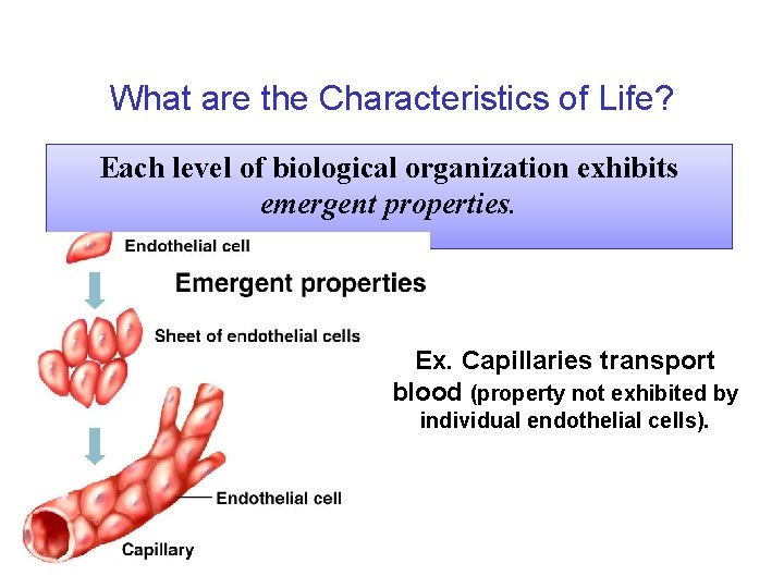 What are the Characteristics of Life? Each level of biological organization exhibits emergent properties.