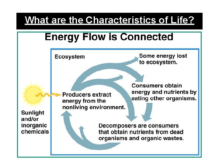 What are the Characteristics of Life? 