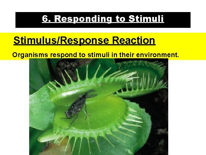 6. Responding to Stimuli Stimulus/Response Reaction Organisms respond to stimuli in their environment. 