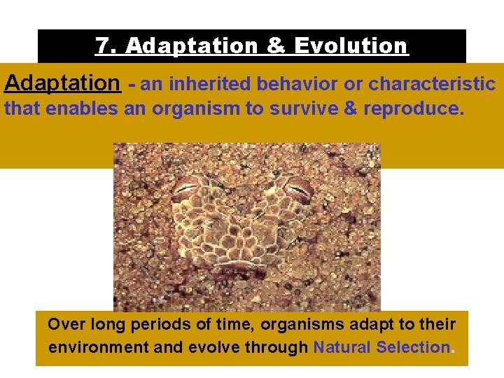 7. Adaptation & Evolution Adaptation - an inherited behavior or characteristic that enables an