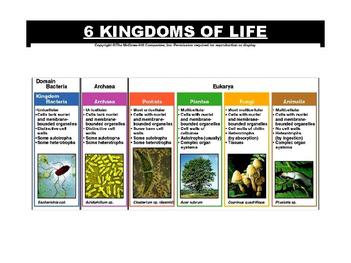 6 KINGDOMS OF LIFE 