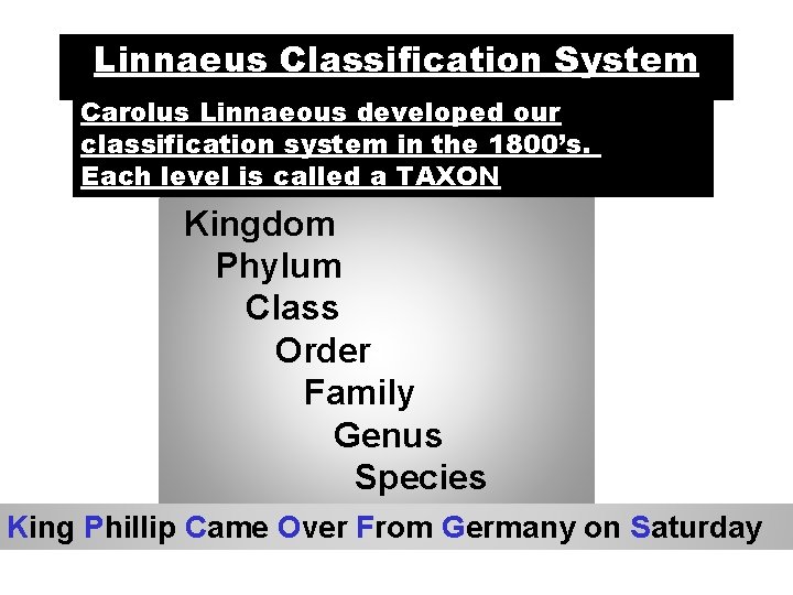 Linnaeus Classification System Carolus Linnaeous developed our classification system in the 1800’s. Each level
