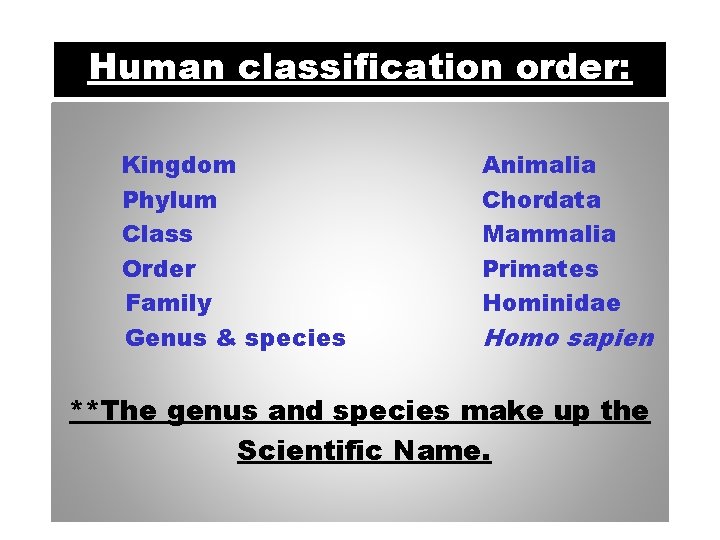 Human classification order: Kingdom Phylum Class Order Family Genus & species Animalia Chordata Mammalia