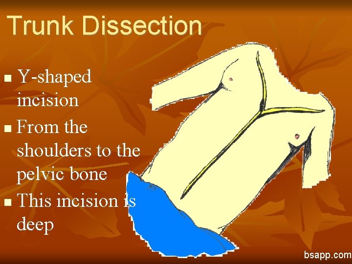 Trunk Dissection Y-shaped incision n From the shoulders to the pelvic bone n This