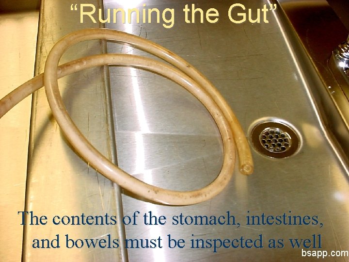“Running the Gut” The contents of the stomach, intestines, and bowels must be inspected