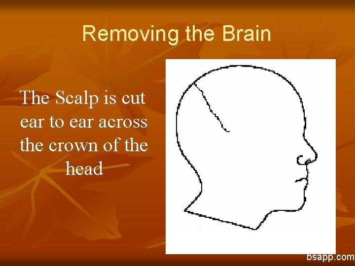 Removing the Brain The Scalp is cut ear to ear across the crown of
