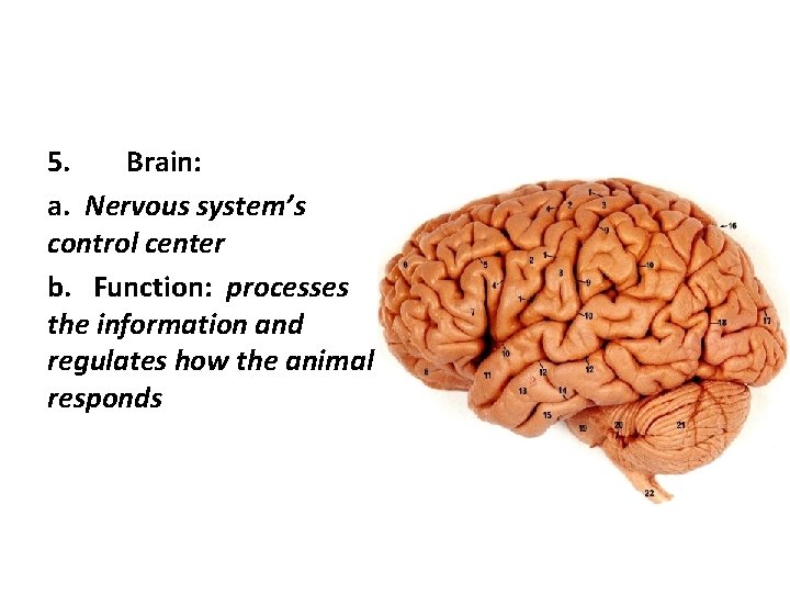 5. Brain: a. Nervous system’s control center b. Function: processes the information and regulates