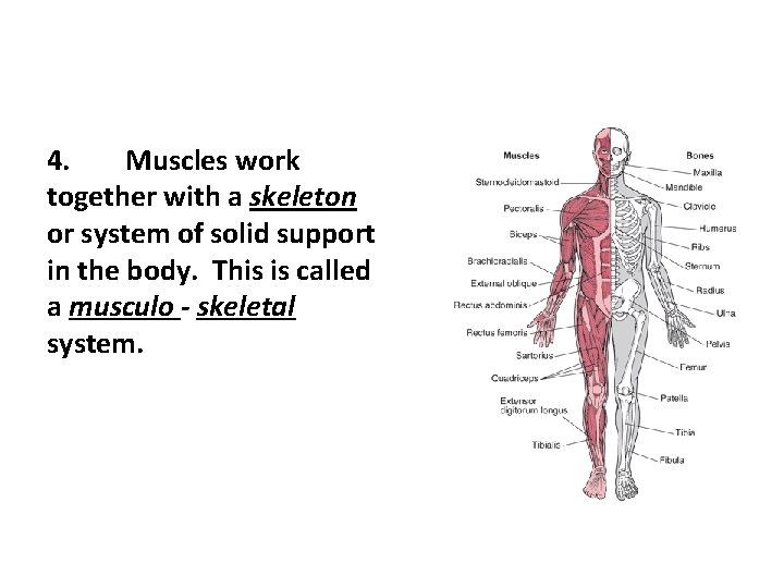 4. Muscles work together with a skeleton or system of solid support in the