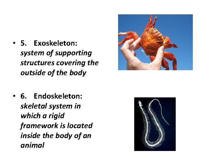  • 5. Exoskeleton: system of supporting structures covering the outside of the body