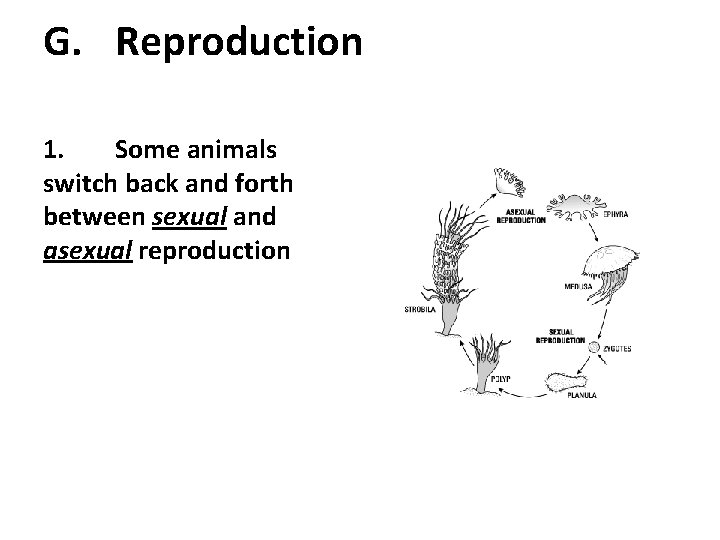 G. Reproduction 1. Some animals switch back and forth between sexual and asexual reproduction
