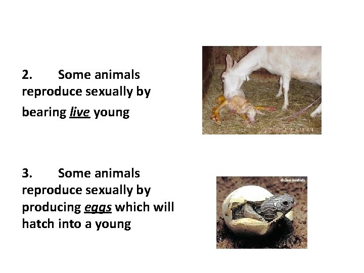 2. Some animals reproduce sexually by bearing live young 3. Some animals reproduce sexually