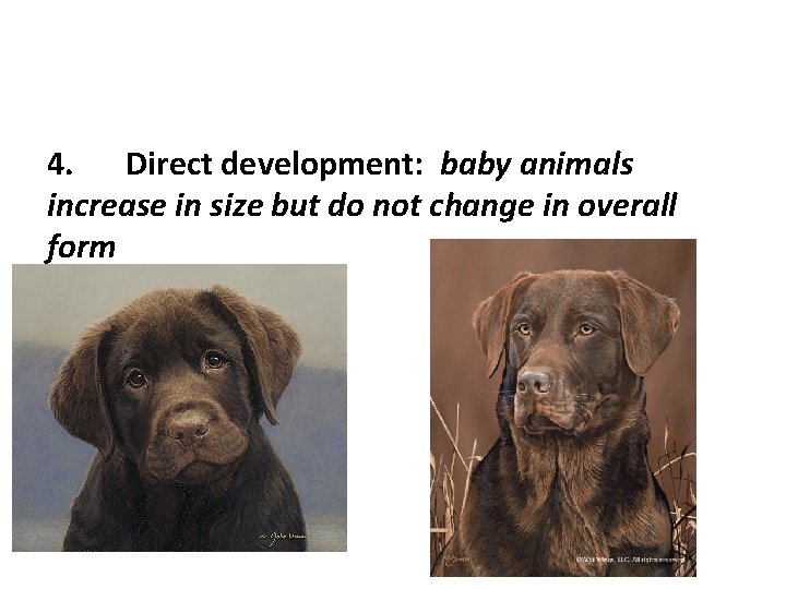 4. Direct development: baby animals increase in size but do not change in overall