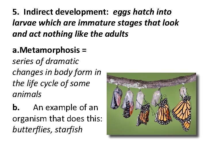 5. Indirect development: eggs hatch into larvae which are immature stages that look and