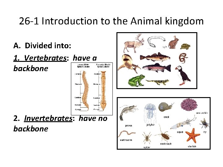 26 -1 Introduction to the Animal kingdom A. Divided into: 1. Vertebrates: have a