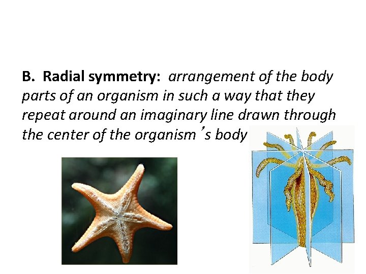B. Radial symmetry: arrangement of the body parts of an organism in such a