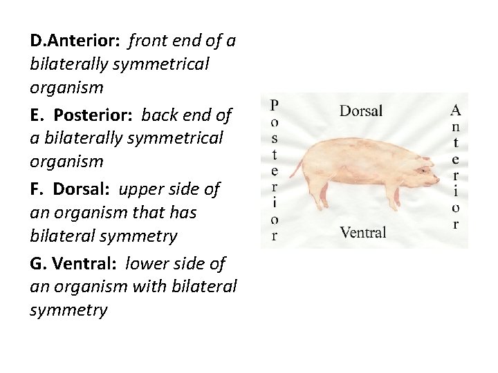 D. Anterior: front end of a bilaterally symmetrical organism E. Posterior: back end of