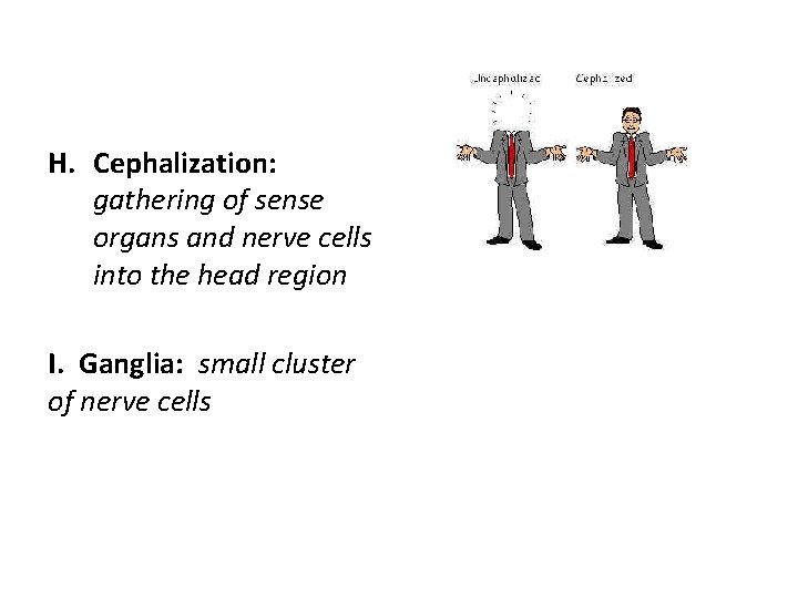 H. Cephalization: gathering of sense organs and nerve cells into the head region I.