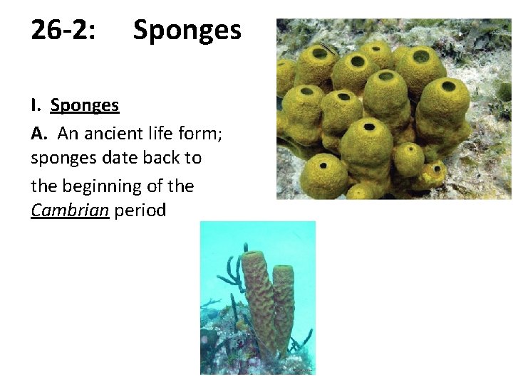 26 -2: Sponges I. Sponges A. An ancient life form; sponges date back to