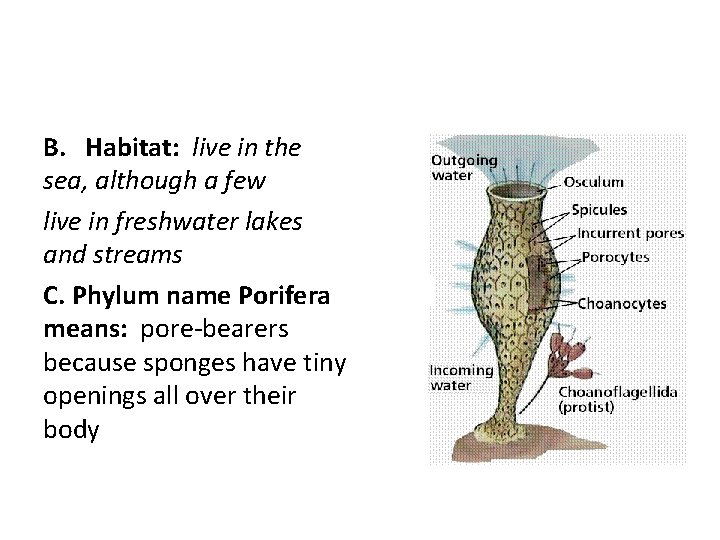 B. Habitat: live in the sea, although a few live in freshwater lakes and