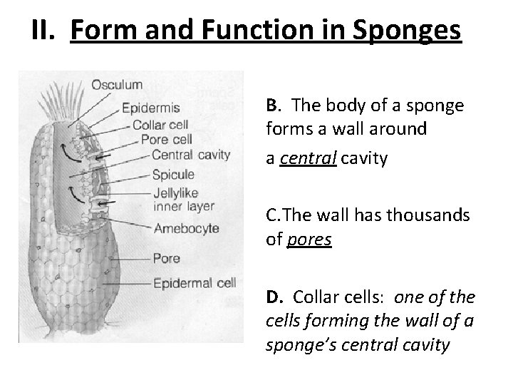 II. Form and Function in Sponges B. The body of a sponge forms a