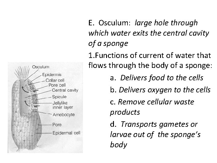 E. Osculum: large hole through which water exits the central cavity of a sponge