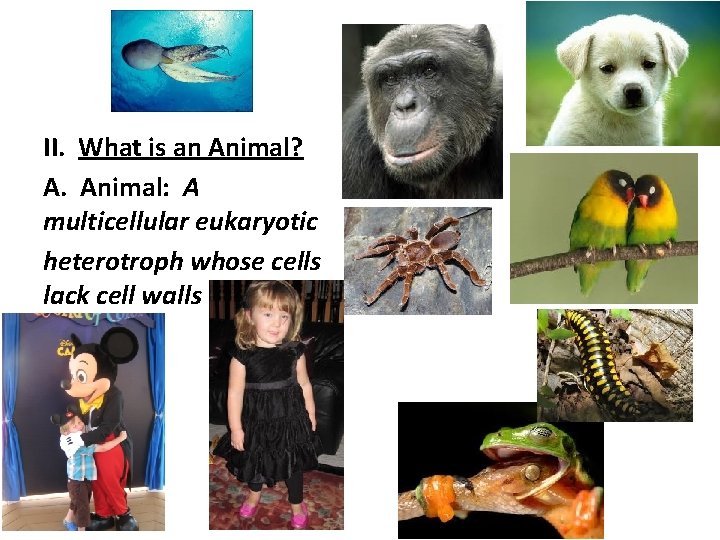 II. What is an Animal? A. Animal: A multicellular eukaryotic heterotroph whose cells lack