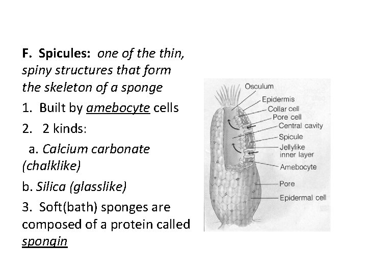F. Spicules: one of the thin, spiny structures that form the skeleton of a