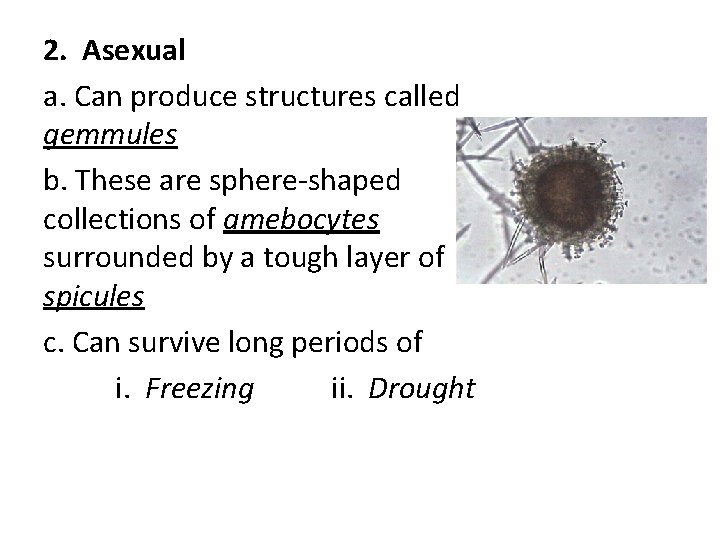 2. Asexual a. Can produce structures called gemmules b. These are sphere-shaped collections of