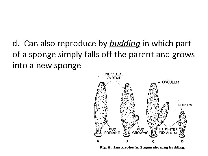 d. Can also reproduce by budding in which part of a sponge simply falls