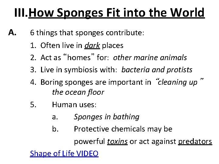III. How Sponges Fit into the World A. 6 things that sponges contribute: 1.