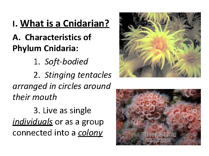 I. What is a Cnidarian? A. Characteristics of Phylum Cnidaria: 1. Soft-bodied 2. Stinging