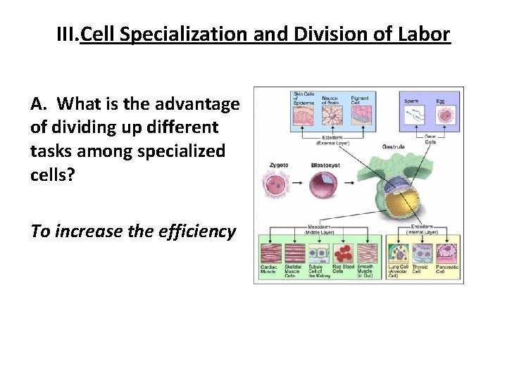 III. Cell Specialization and Division of Labor A. What is the advantage of dividing