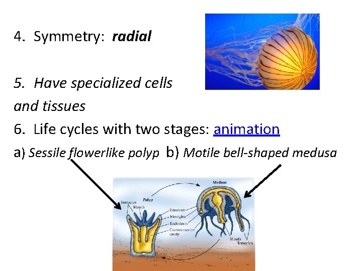4. Symmetry: radial 5. Have specialized cells and tissues 6. Life cycles with two
