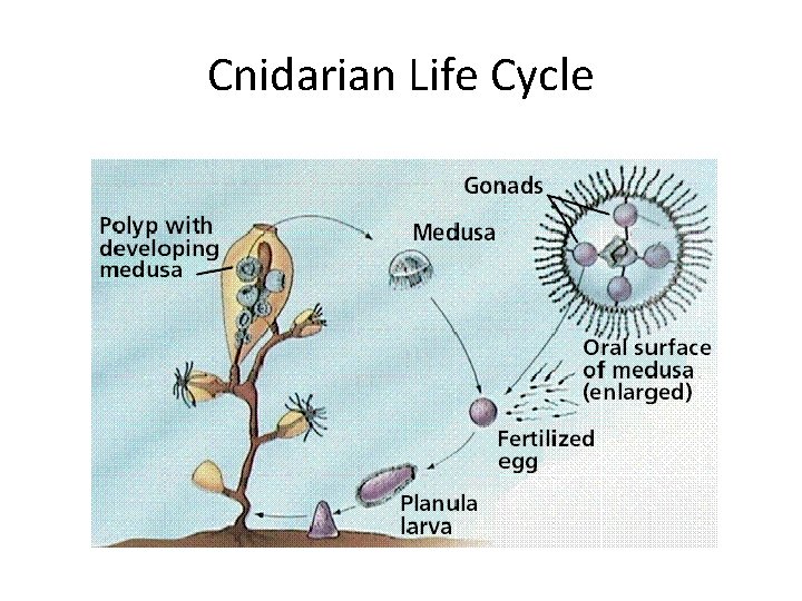 Cnidarian Life Cycle 