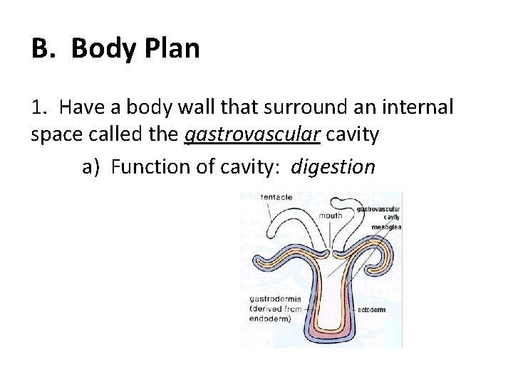 B. Body Plan 1. Have a body wall that surround an internal space called
