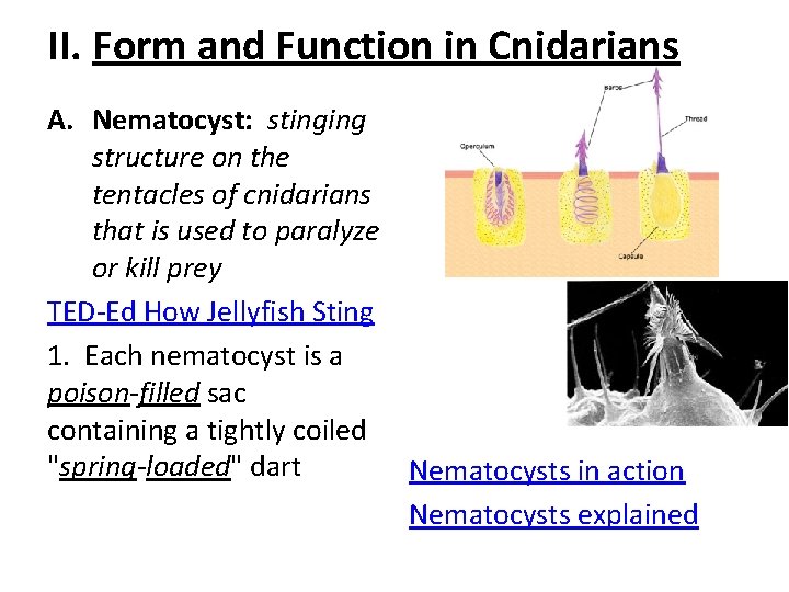 II. Form and Function in Cnidarians A. Nematocyst: stinging structure on the tentacles of