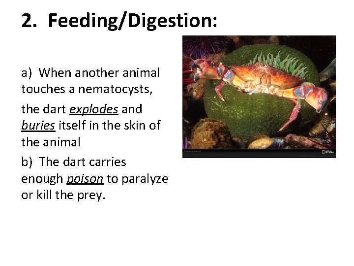 2. Feeding/Digestion: a) When another animal touches a nematocysts, the dart explodes and buries