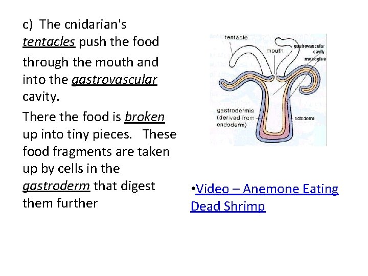 c) The cnidarian's tentacles push the food through the mouth and into the gastrovascular