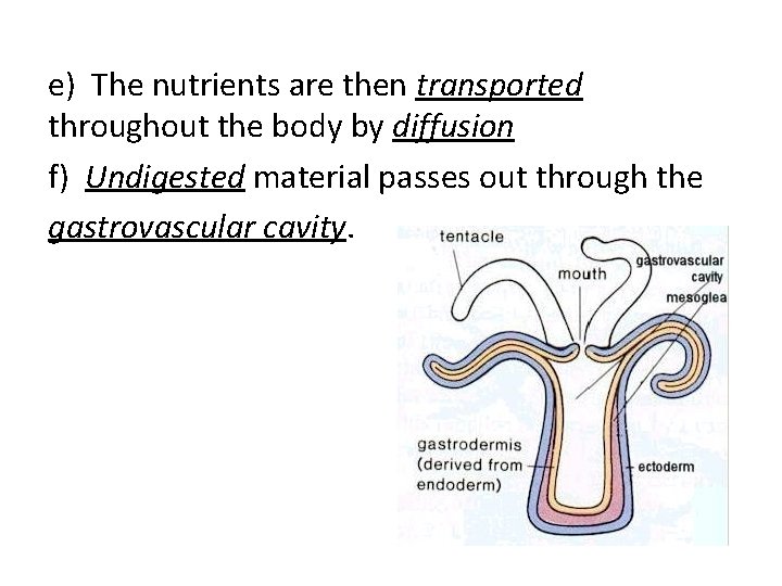 e) The nutrients are then transported throughout the body by diffusion f) Undigested material