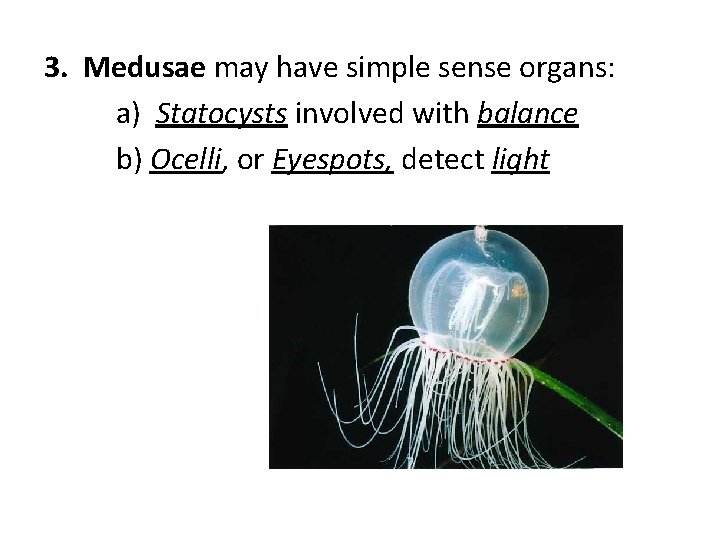 3. Medusae may have simple sense organs: a) Statocysts involved with balance b) Ocelli,